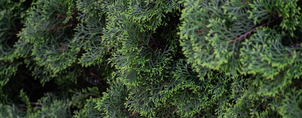 I awaited the storm with bated breath.