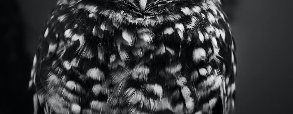 The animal's expression revealed its meagre and insufficient diet.
