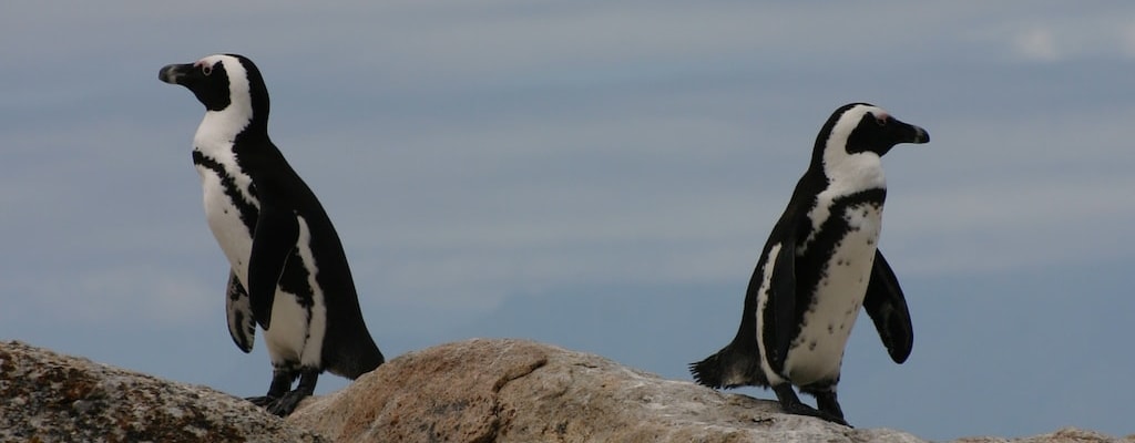 Animals exhibiting supernatural abilities are met with skepticism.