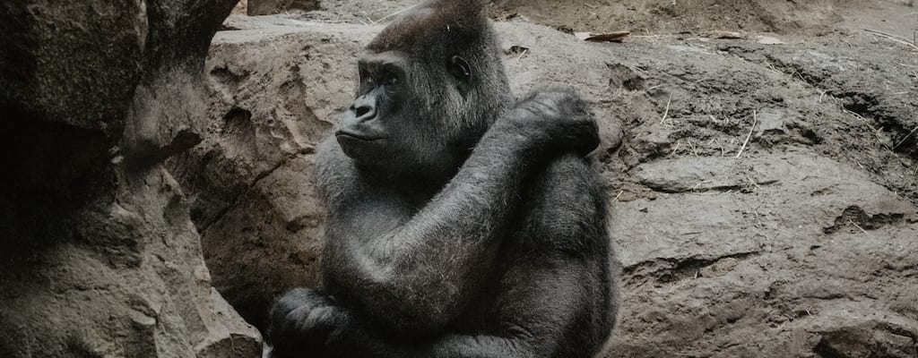 An ape emerged as the leader of the pack.