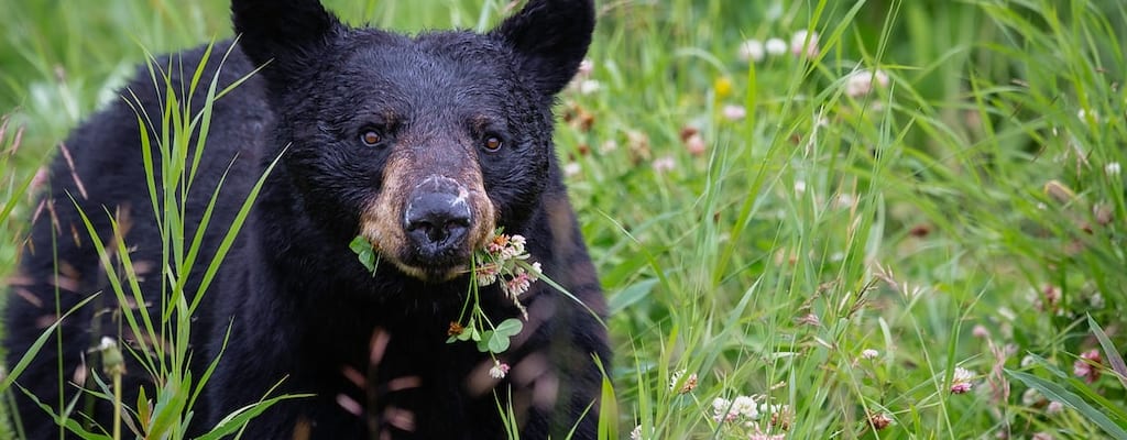 The average bear loves honey more than anything.