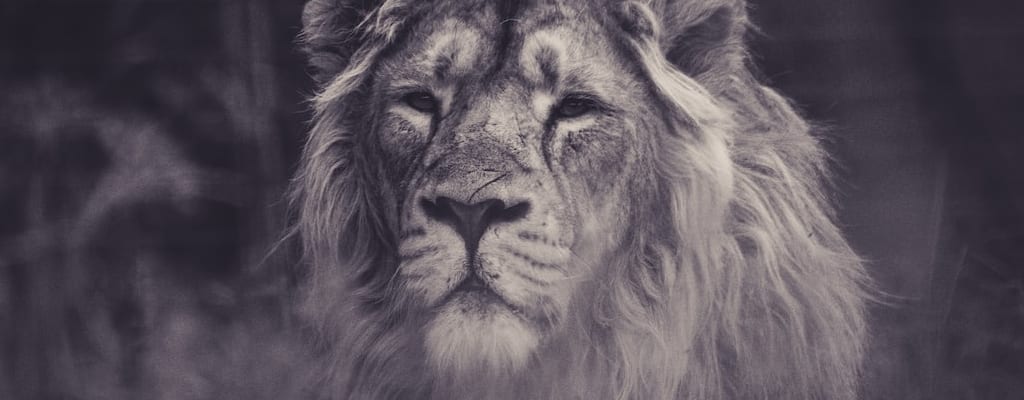The lion's fiery mane filled the den.