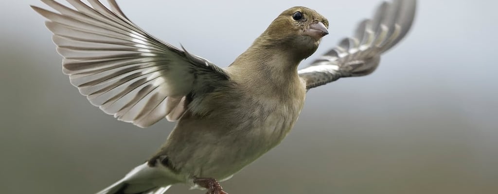 The bird informed me about the secret gossip.