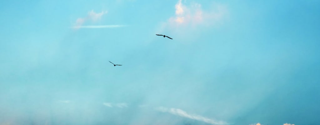 Birds navigate in the shortest, straight line distance.