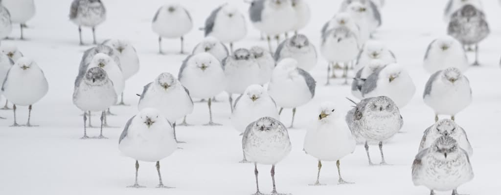 Feeding birds is like enjoying a scone.