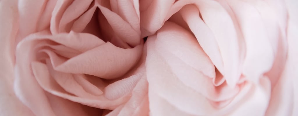 The rose bloomed, but decayed with disillusionment.