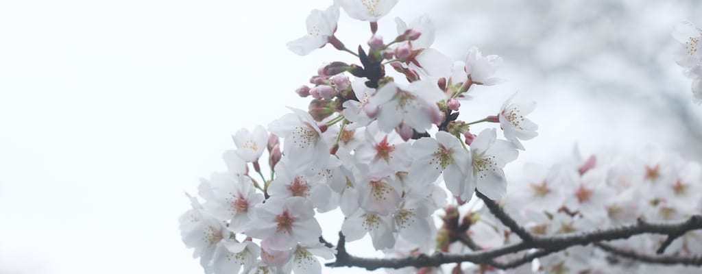Plants blossom and flourish with proper care.