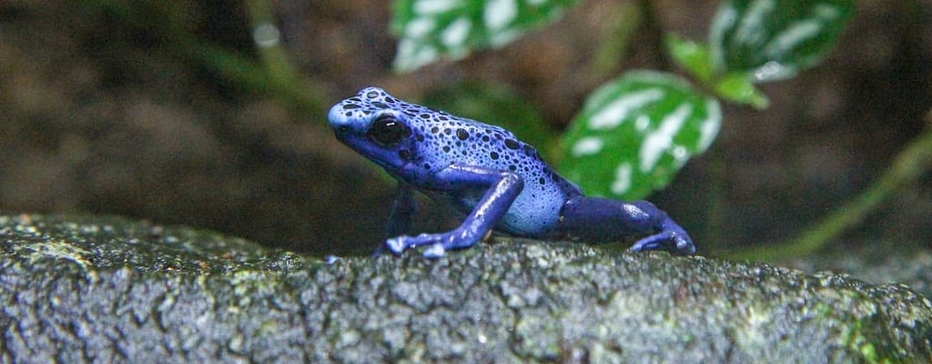 The frog jumped out of the boiling water.