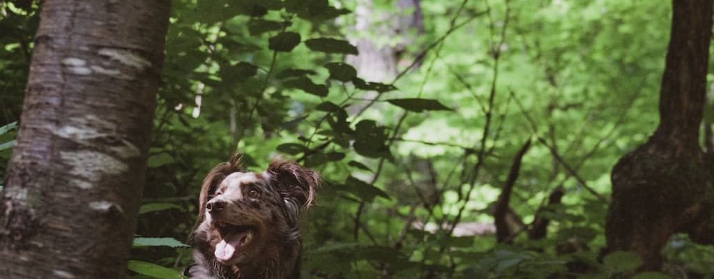 Lower punishment booms prison population.