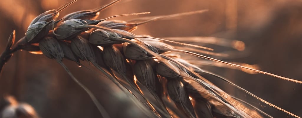 Bread is life's delicious and essential staple.