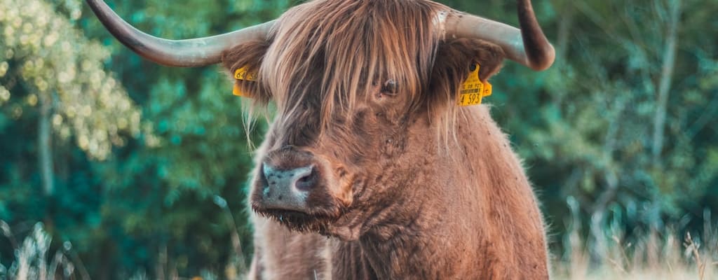 The bull charged through the gate with impatience and excitement.
