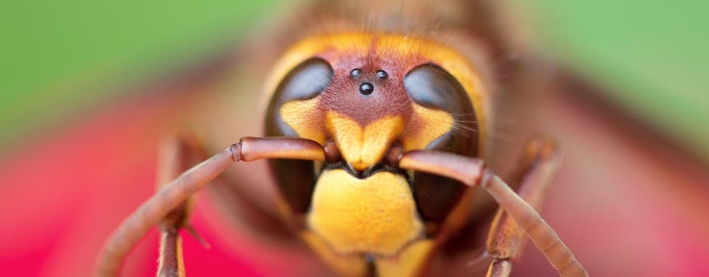 The bee buzzed around, actively working and industrious.