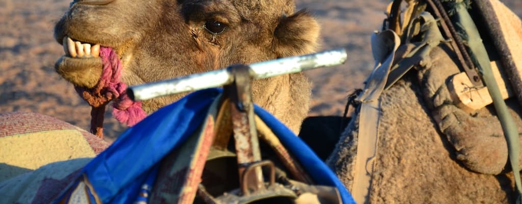 Camel infiltrates with deceit; nose is the warning.
