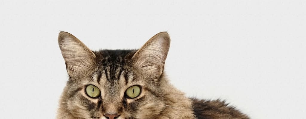 The shy cat kept the surprise secret.