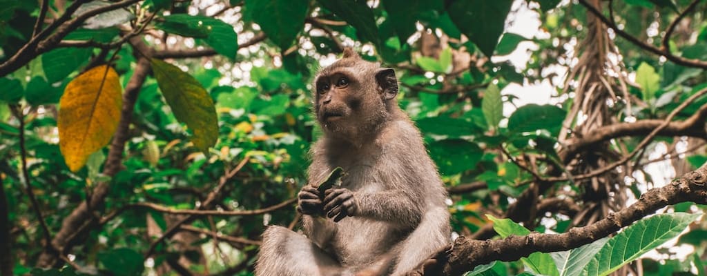 The impish monkey playfully pulled a cheeky prank.