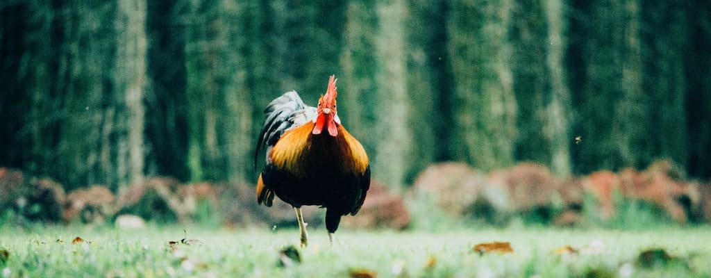 The chicken's timidity and fear led to hesitation.