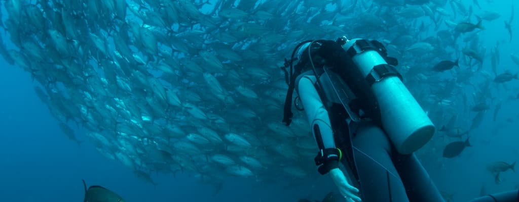 The fish felt cold and remained aloof.