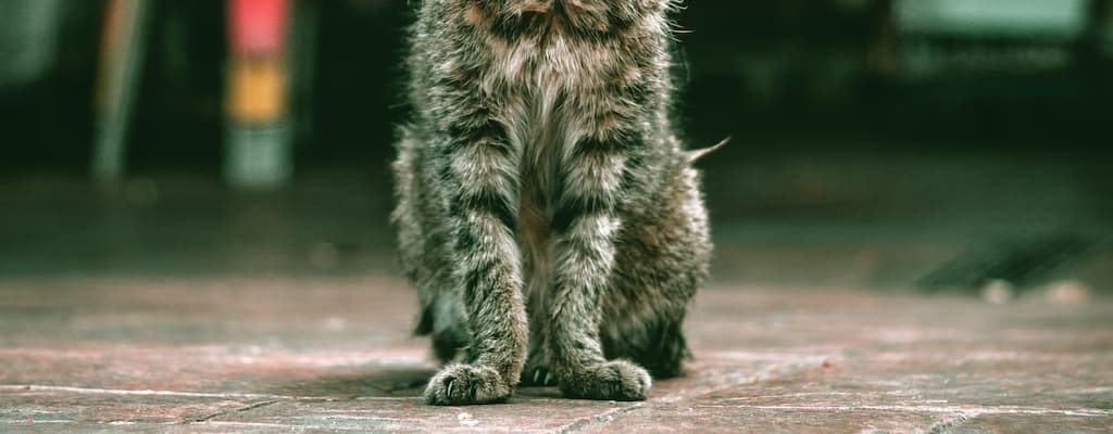 The suave cat exudes a cool and trendy style.