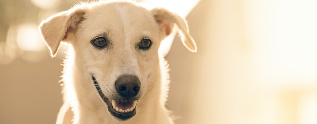 Dog uses alcohol as a remedy.