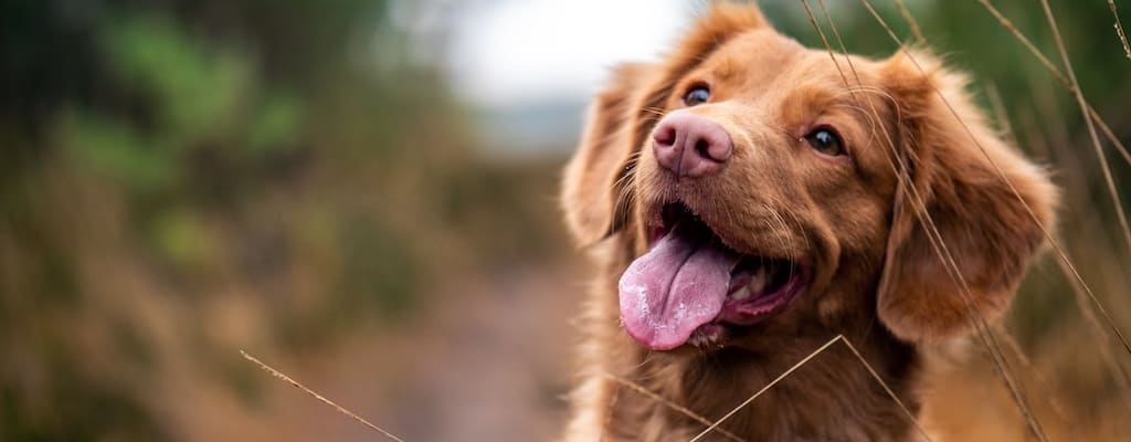 Life can be a difficult struggle with dogs.