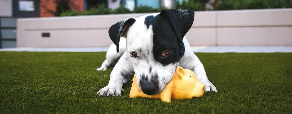 The dog drinks to cure its hangover.