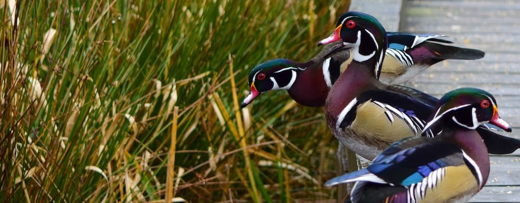 The duck evades hunters by hiding in the reeds.
