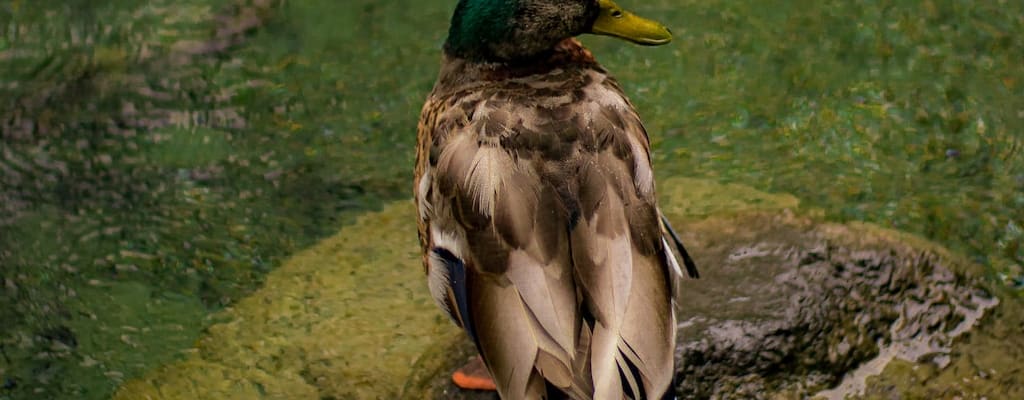 The odd duck quacked with peculiar eccentricity.