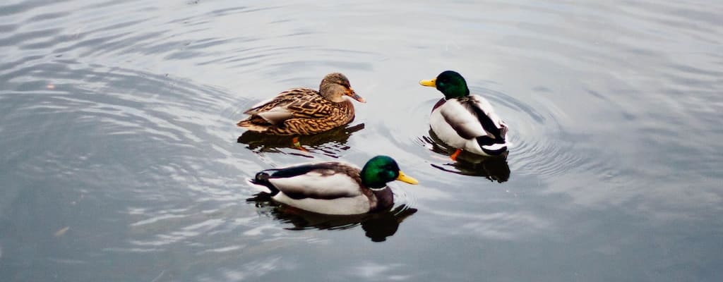 Making duck soup is a piece of cake.