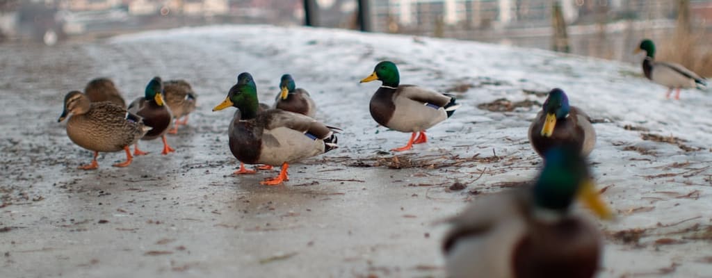 The organization prepared the ducks for the event.