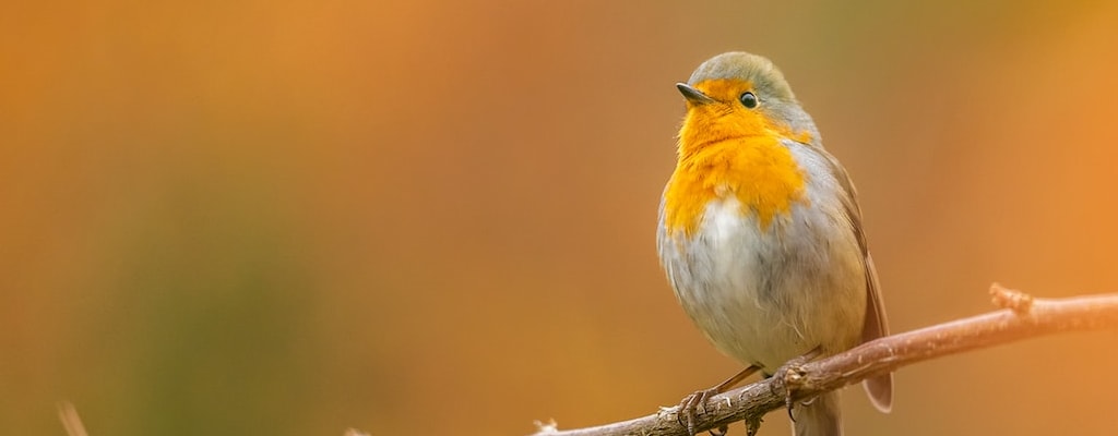 My feathered friend is a beautiful avian bird.
