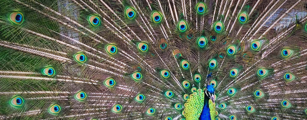 Birds' appearance is enhanced by their beautiful feathers.