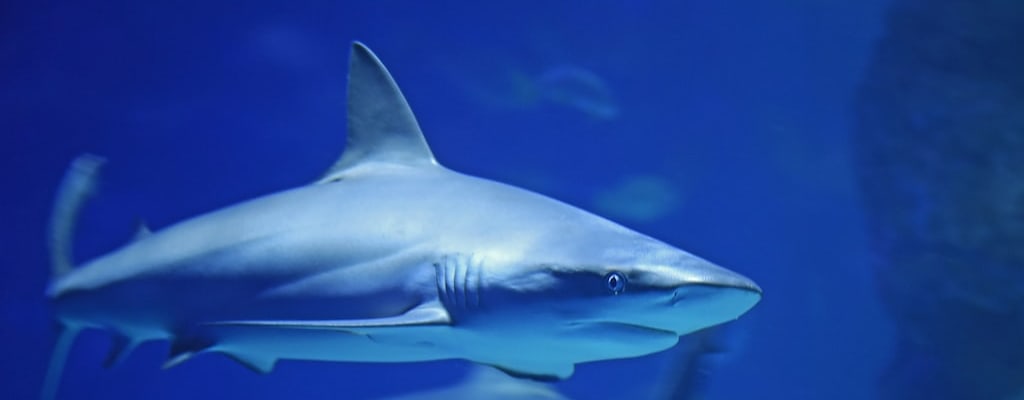 The dead fish had a lifeless expression, meaning it died.