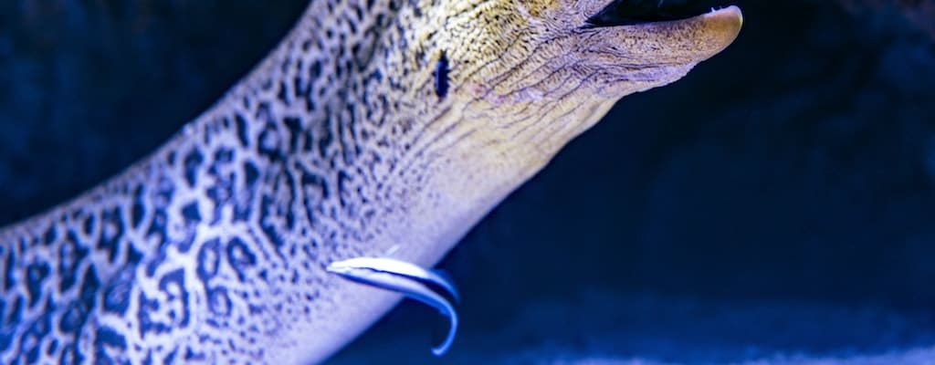 The fisherman caught a huge fish with scales.