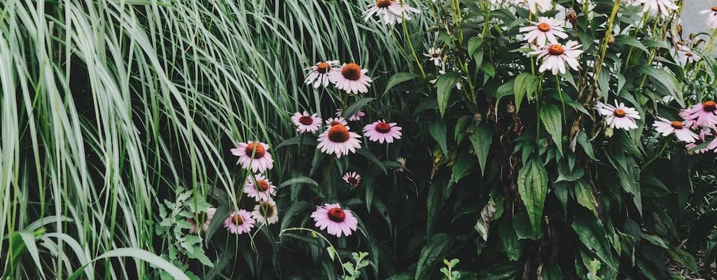 The rosy garden filled me with positivity and optimism.