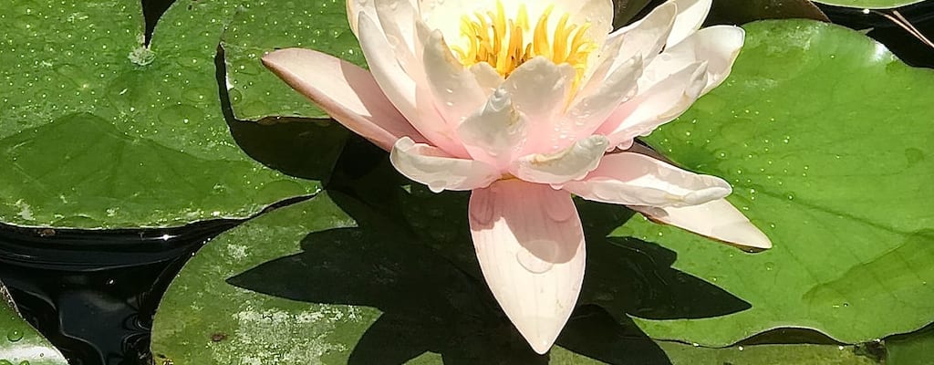 Enhance the lily with a subtle gilding.