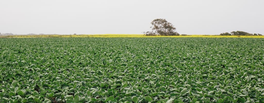 The consequence of poor productivity is less harvest.