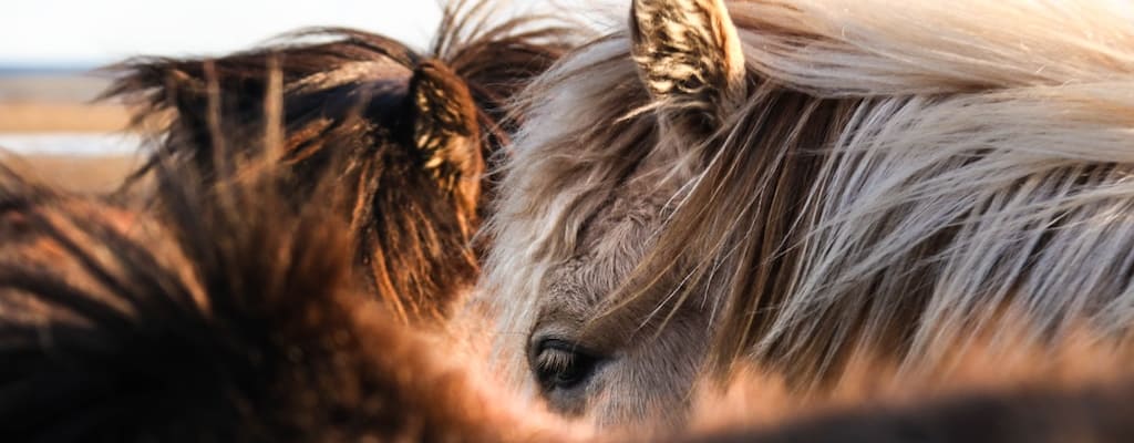 Excess abundance of horse brings joy.