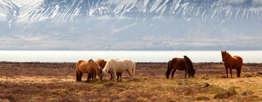 The horse paraded with pride, arrogance, and self-righteousness.