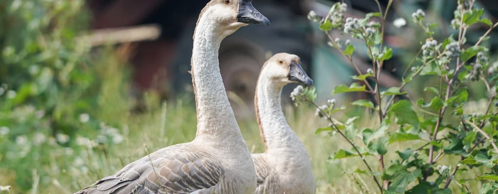 Killing the goose may destroy the golden eggs.