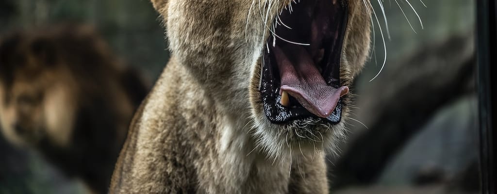 The lion showed courage in defending its den.