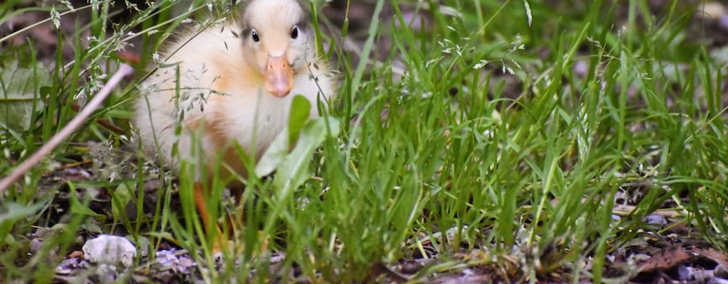 The lucky duckling found a hidden treasure.