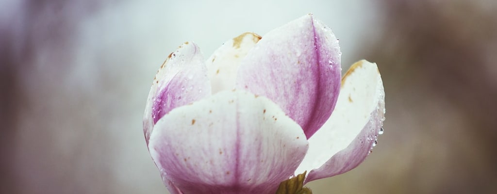 Stop bud nip to prevent early intervention.