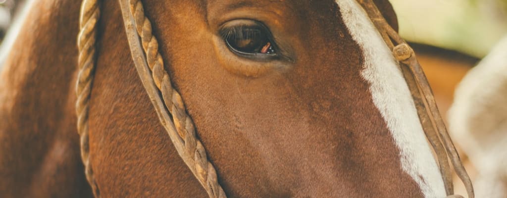 The sleepy one-horse town was secluded and desolate.