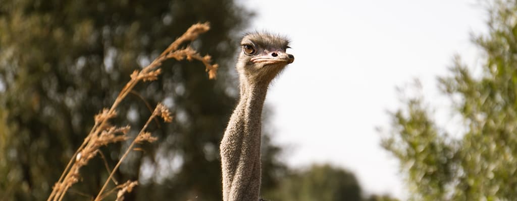 The ostrich has a strict no-flight policy.