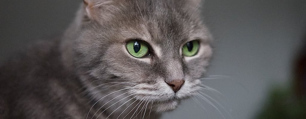 Her eyes grew painful as she squinted in the sun.