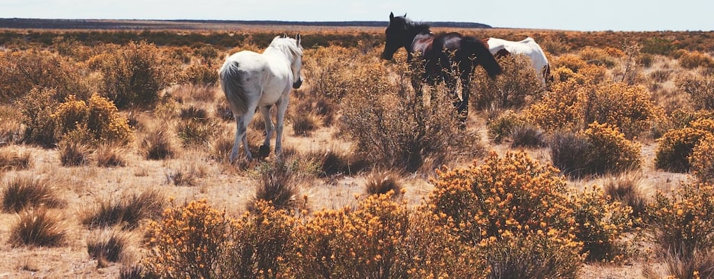 The pale rider brings death and symbolizes fear.