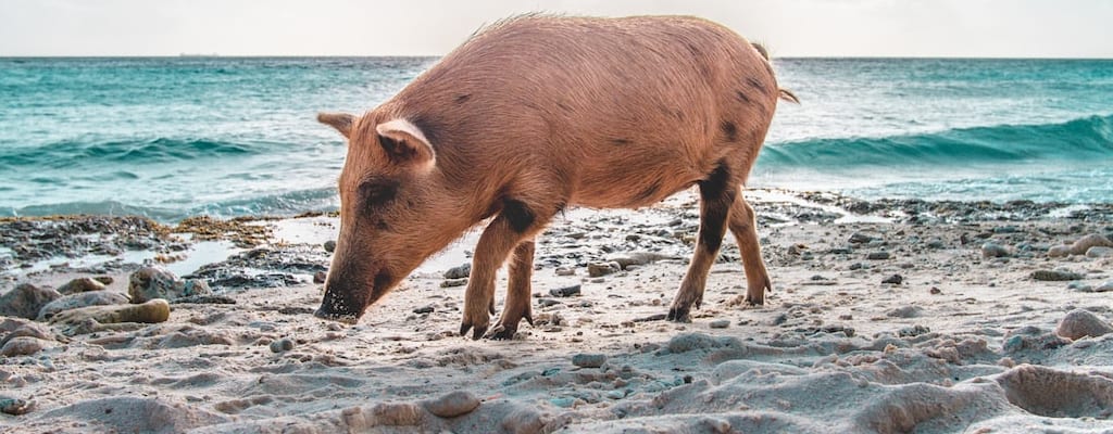 The pig's passage was blocked by its inability to jump.