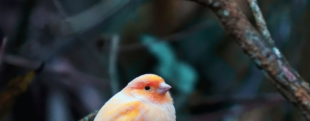 The pigeon is a bird of controversial origin.