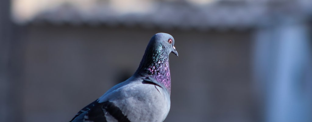The pigeon tapped its wings, dancing Harlem Renaissance style.