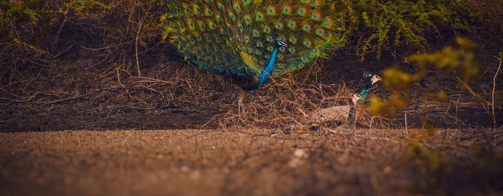 The proud peacock displaying its arrogance and vanity.